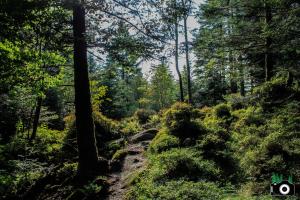 L Authentique Vosgien