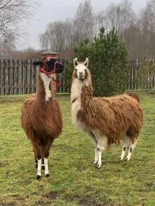 Skliausčių laisvalaikio centras - Karvys