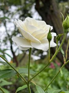 Bens Bed and Breakfast