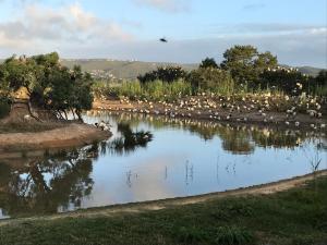 Apartment on Thesen Island