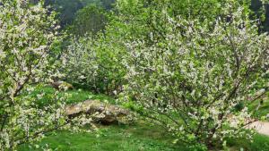 Nhà sàn cộng đồng