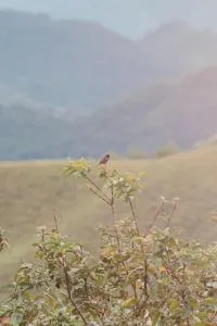 Puertas de San Pedro Hospedaje Campestre - Risaralda