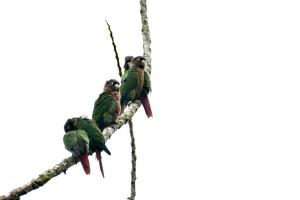 Paseo Por Las Nubes Birding Lodge