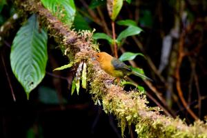 Paseo Por Las Nubes Birding Lodge