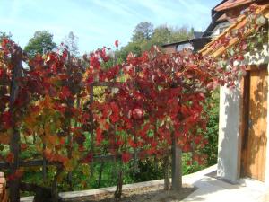 Holiday home in Otocec - Kranjska (Krain) 33898