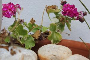 Panorama Rooms Sifnos Greece