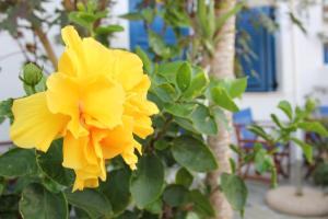 Panorama Rooms Sifnos Greece