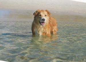 Pet friendly Government House, 35 Government Road - water views