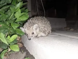 Гостевой Дом Чолпон-Ата - Chon-Sary-Oy