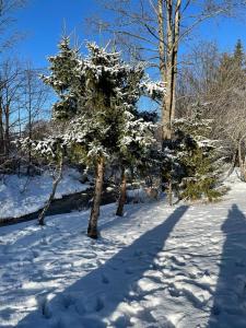 Ferienhaus Biberweg im Feriendorf Reichenbach 13