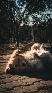 Oli Camping & Bungalows