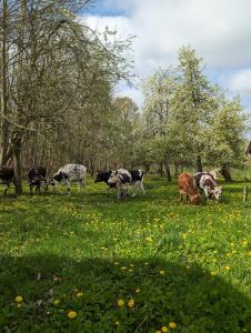 B&B / Chambres d'hotes ferme de la gortiere : photos des chambres