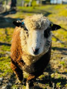 1 Bedroom Holiday let in the Heart of West Wales