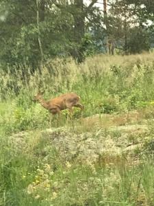 Cozy cottage with hiking trails just around the corner