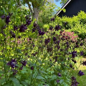 Bungalow De Babbel | 4 personen - Vakantiepark De Kremmer