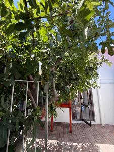 The White House - Zonnebloem