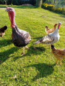 Mountain View Cottage - Nature at Best!