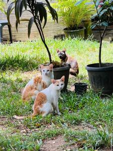 Sanasuma Ayurveda Homestay