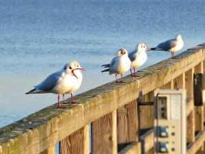 Bungalow mit Kamin in Ribnitz-Damgarten