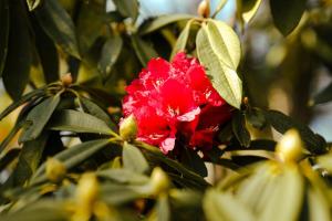 Entire property in Mukteshwar