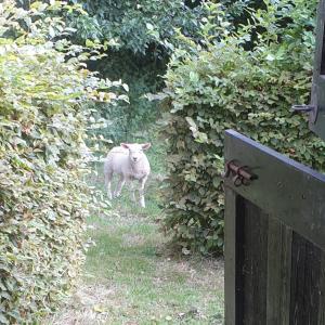 Groepswoning in hart van Zeeland 8 personen VP051