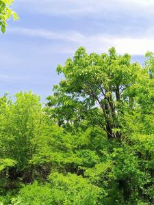 Cabañita en el Bosque Seco Tropical -Microrreserva El Guamacho