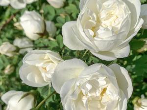 4 person holiday home in HALLSTAVIK