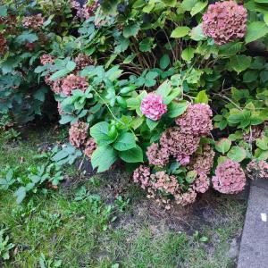 Monteurwohnung Ferienwohnung Business Appartement Grenze Düsseldorf 4 Personen