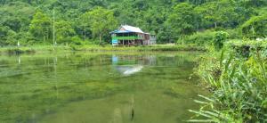 Berua homestay Rammang Rammang