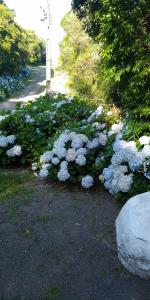 Alpes de são Francisco