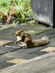 Lake Front - Kirindiwelmada