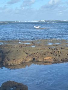 Apartamento Luxo - Iberostate Praia do Forte - Mediterrâneo II