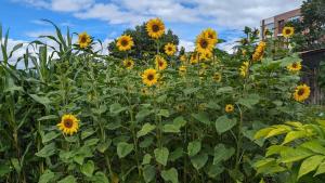 Refugio passifloras Terraza ve Lake Sochagota Paipa