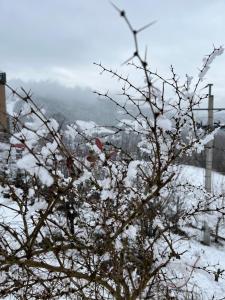 Nowy dwupokojowy apartament idealny na narty