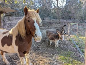 Lodges Cabane des pachous : photos des chambres