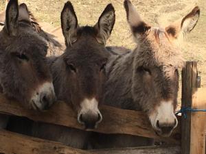 Gîte du bout du monde La Fenière