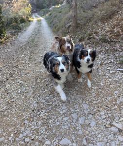 Lodges La cabane des Pachous : photos des chambres