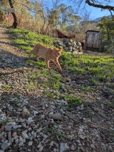 Lodges La cabane des Pachous : photos des chambres