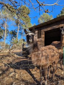 Lodges La cabane des Pachous : photos des chambres