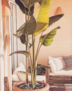 Boho chic Ibiza vibe appartment 4p