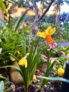 Isola Roger - Appartamento con giardino a Roma