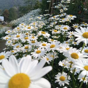 Kanchenjunga View Homestay