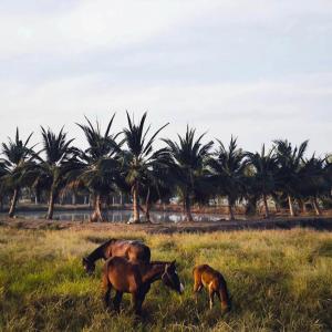 NgarnTweefarm Village