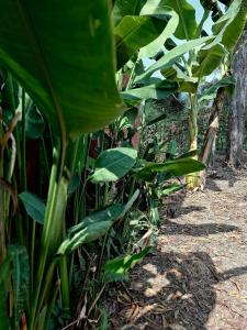 old famers house, filed, nature