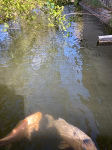 Maisons de vacances Gite Hanna en Luberon - Le Boisset de St Martin de Castillon : photos des chambres