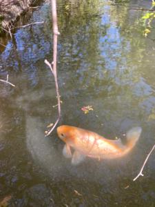 Maisons de vacances Gite Hanna en Luberon - Le Boisset de St Martin de Castillon : photos des chambres