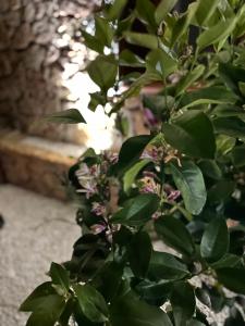 Casa Vacanze Budoni - Sandalia img25