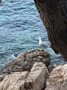 Bandol A Bandol cha cha cha - Appartement