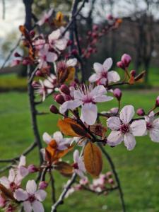 Maisons d'hotes Sapphire room - 20 min to Paris : photos des chambres