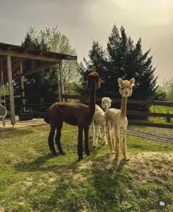 Agroturystyka Alpakolandia Góra Szybowcowa - Wleń